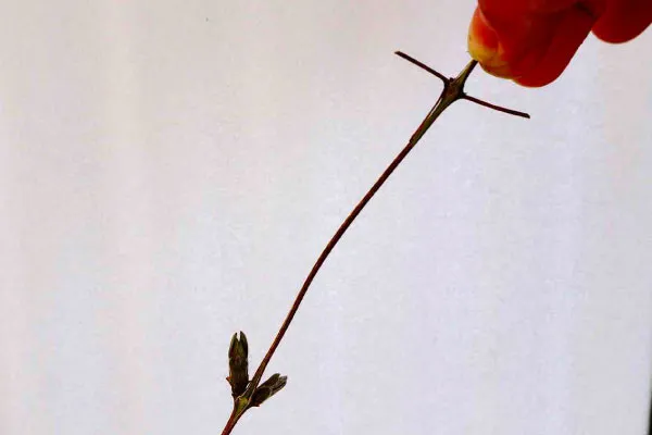 節の両側から新芽が出るように誘引すると、花数が多く、大きさは少し控えめになる