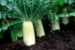 里芋（サトイモ）の後作におすすめの野菜