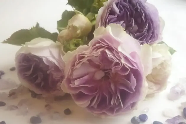 Labyrinth バラの迷宮 pickup57『ブルー ムーン ストーン』