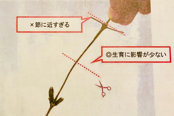 剪定の基本、節と節の間で切る。節に近いと生育に影響が出る