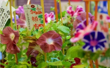 朝顔と園芸文化 ～園芸文化賞と園芸文化協会～