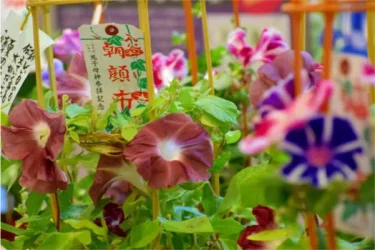 朝顔と園芸文化 ～園芸文化賞と園芸文化協会～ | 植物とあなたをつなぐ