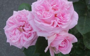 Labyrinth バラの迷宮 pickup114『メアリー レノックス』