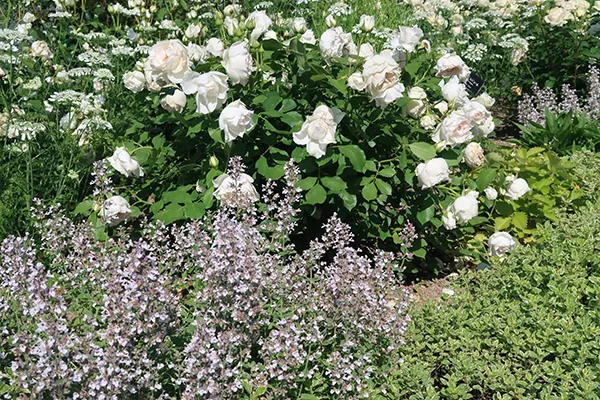 オーブ レジェール