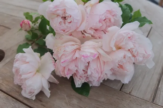 Labyrinth バラの迷宮 pickup64『ソワイユ』