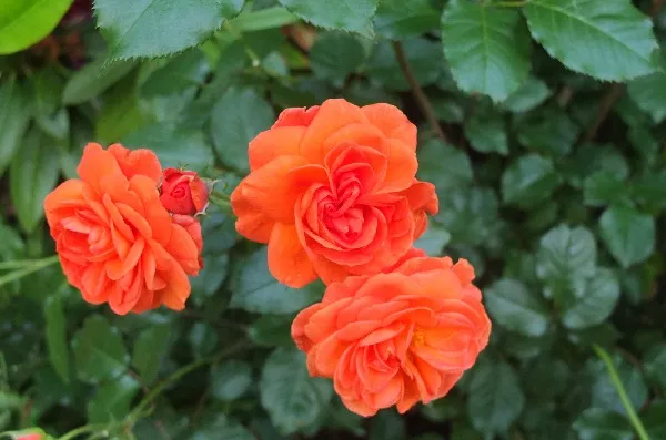 Labyrinth バラの迷宮 pickup110『セプテンバー トワイライト』