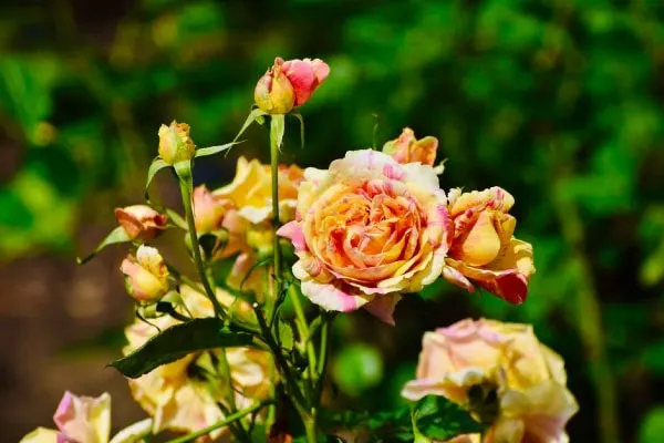 ‘四季の香’　2021年四季の香りローズガーデン拡張を記念して名づけられた当ガーデンのシンボルローズ、忽滑谷史記氏作。