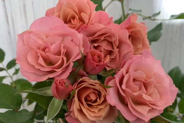 Labyrinth バラの迷宮 pickup125『銘仙（めいせん）』