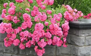 【News】 18品種めの「殿堂入り」のバラは、フラワーカーペットローズ ピンク