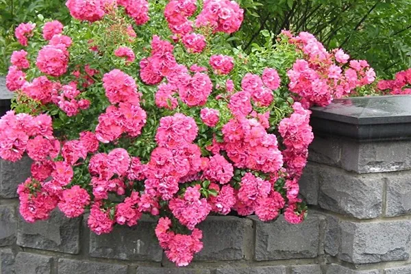 【News】 18品種めの「殿堂入り」のバラは、フラワーカーペットローズ ピンク