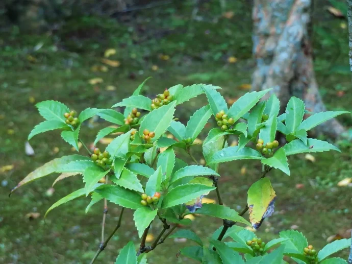 センリョウ　センリョウ科　実の色づきはこれから