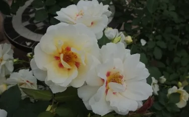 Labyrinth バラの迷宮 pickup115『フォルツァ！』