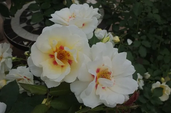 Labyrinth バラの迷宮 pickup115『フォルツァ！』