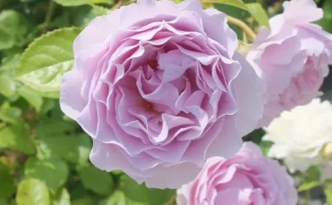 Labyrinth バラの迷宮 pickup117『カミーユ』