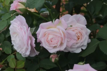 Labyrinth バラの迷宮 pickup69『ベル ヴィ』