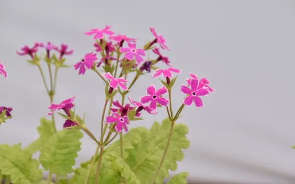 南京小桜（なんきんこざくら）