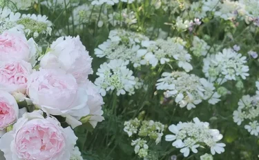 Labyrinth バラの迷宮 pickup139『マーサ』