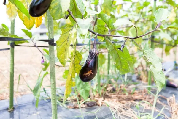 春植え野菜は病害虫対策が必須！