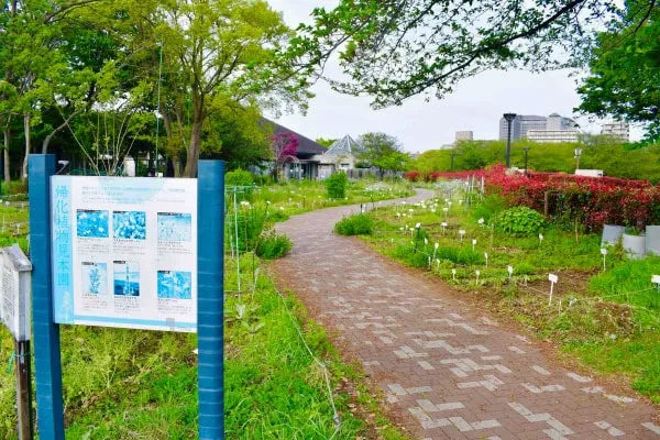 木場公園都市緑化植物園帰化植物見本園