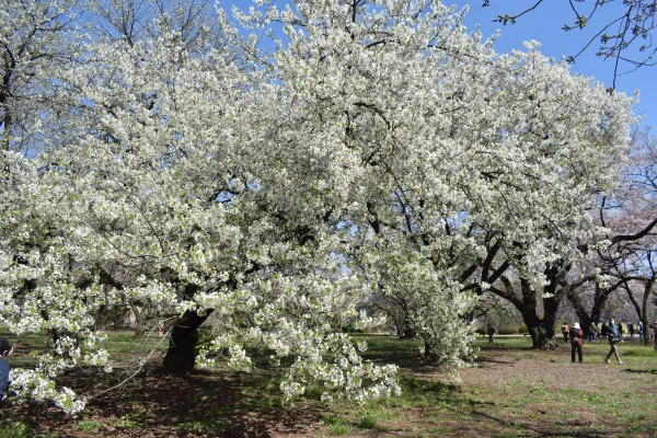 満開のオオシマザクラ（大島桜）