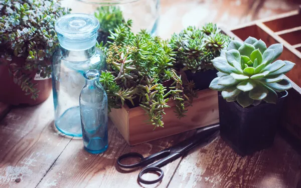 【多肉植物の育て方】かわいらしい形が人気！初めての方におすすめ、多肉植物の基本と栽培方法　