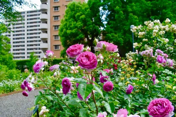 高層住宅街の中にあるローズガーデン