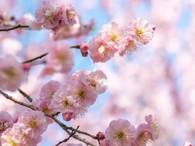 【ウメの育て方】 四季折々の美しさを持つウメの木。ご自宅に植えて花を咲かせよう