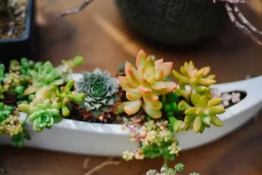 多肉植物はいつでも楽しめる！ 元気に育てるコツをご紹介 | 植物と 