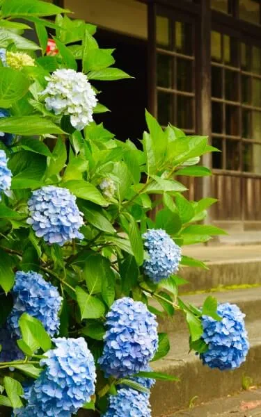 建物とアジサイが咲く風景