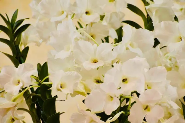 抜けるよう白く美しい花色が一番の特徴