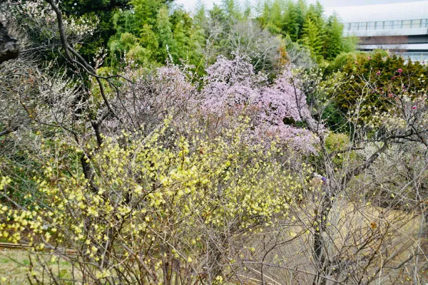 アンギョウカンザクラとヒュウガミズキ（埼玉県花と緑の振興センター）