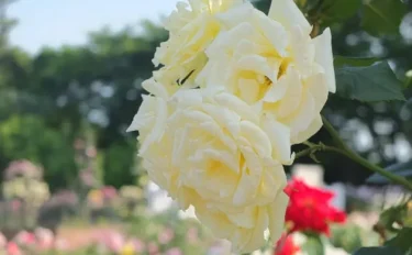 Labyrinth バラの迷宮 pickup68『イルミナーレ』