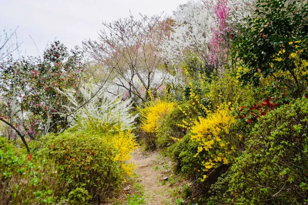 レンギョウが咲く早春の花景色（大柿花山）