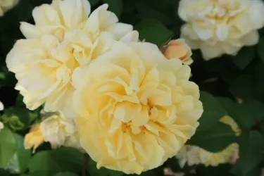 Labyrinth バラの迷宮 pickup137『スマイル ハニー ローズ（くまのプーさん）』