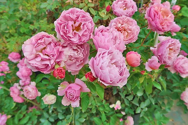 濃色の蕾から、藤色～茶色の花に開花する宝珠弁ロゼット咲き小中輪