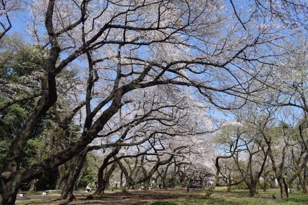 千駄ヶ谷門近くの桜園地に咲くソメイヨシノ