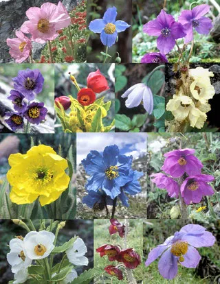 多種多様なメコノプシスの花いろいろ