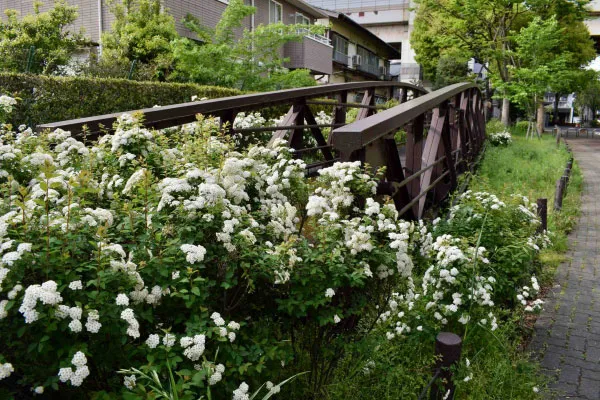 古い鉄橋を保存、そこにはコデマリが繁茂していました。