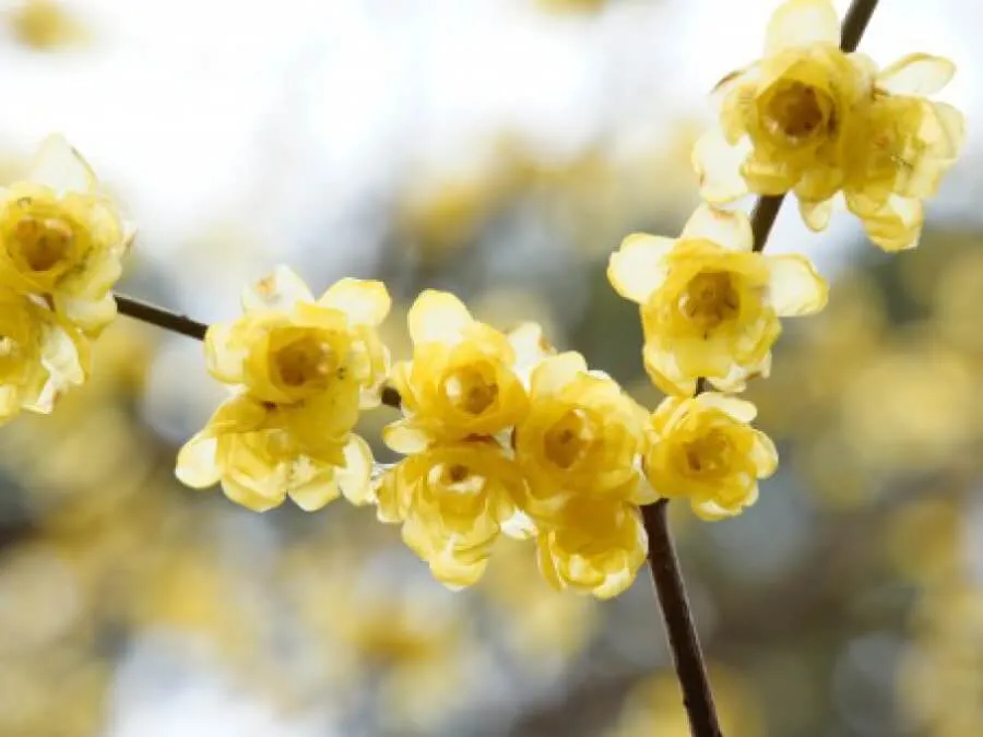 可憐に冬の庭を彩る！冬に咲く花23選｜育て方や管理のポイントは
