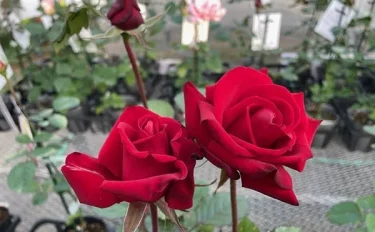 那須ヒロガーデン店長 高木大輔のバラ栽培は面白い！ 4月のバラ情報 ～4月はいよいよバラ新苗の販売シーズン！～