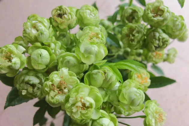 Labyrinth バラの迷宮 pickup54『エクレール』