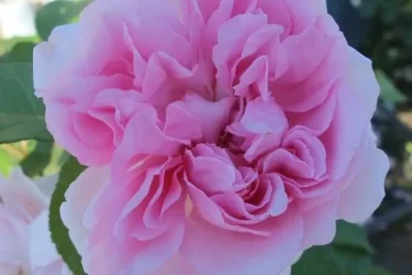 Labyrinth バラの迷宮 pickup93『ローズ アントワネット』