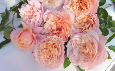 Labyrinth バラの迷宮 pickup65『ル サブリエ 』