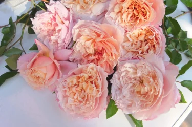 Labyrinth バラの迷宮 pickup65『ル サブリエ 』