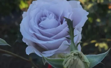 Labyrinth バラの迷宮 pickup80『ブルー グラビティ』