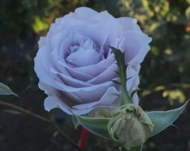 Labyrinth バラの迷宮 pickup80『ブルー グラビティ』