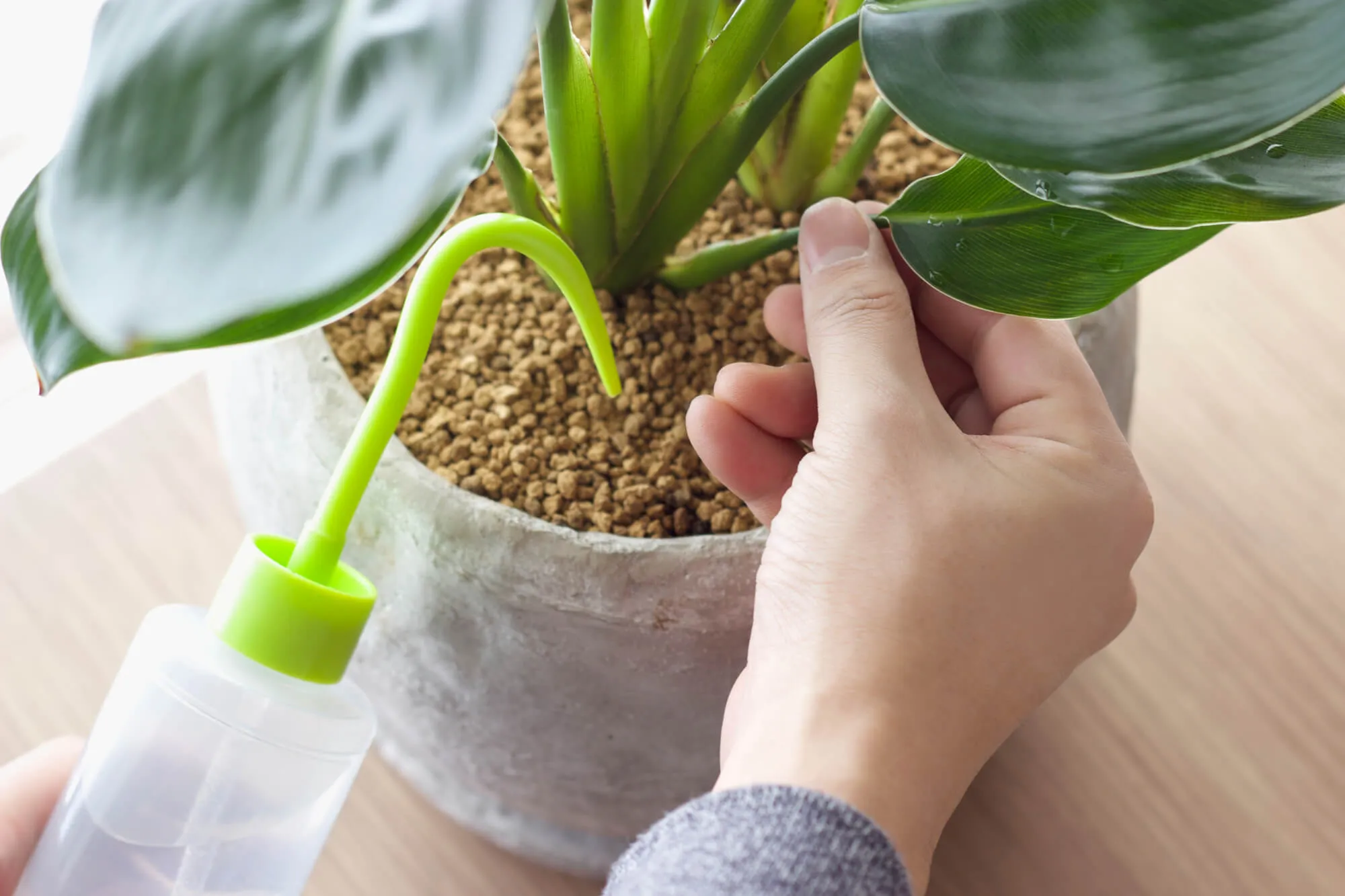 観葉植物の水やり】「土が乾いたら」「たっぷりと」って、具体的