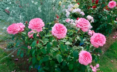 バラをもっと深く知る㉑ 新しい四季咲き大輪木立性品種