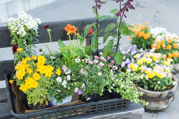 春の寄せ植えにおすすめ｜ガーデニングに向いている草花13選
