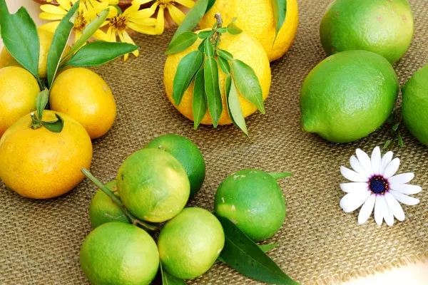 【果樹栽培】 育てやすい柑橘類｜初心者にもおすすめのみかん、レモン、ゆずの育て方をご紹介